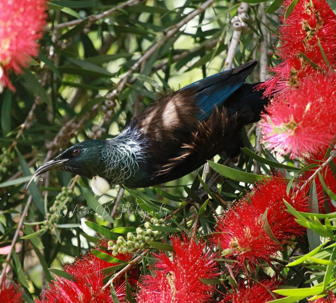 Tui Feeding