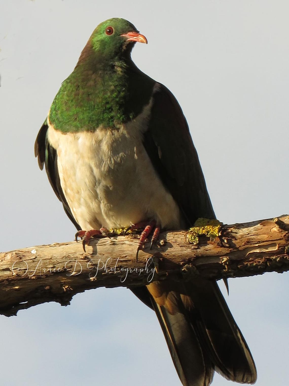 Kereru