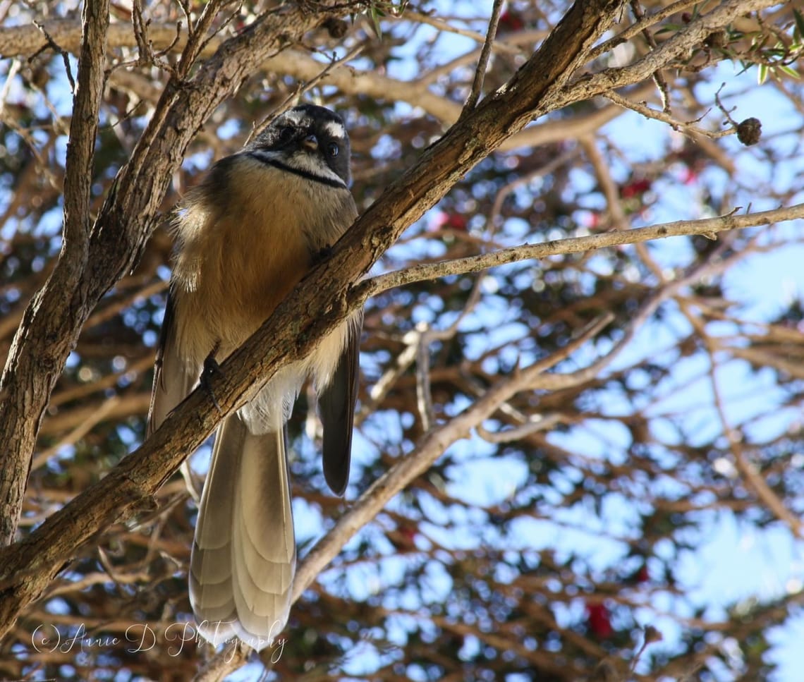 Cheeky Fantail