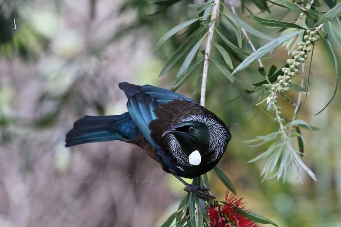 Majestic Tui