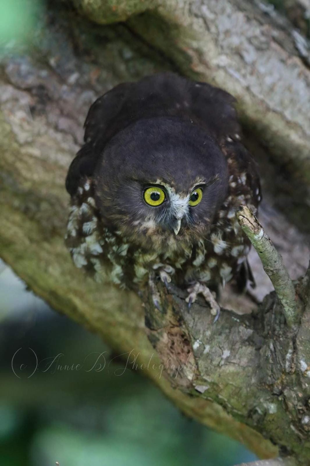 Morepork