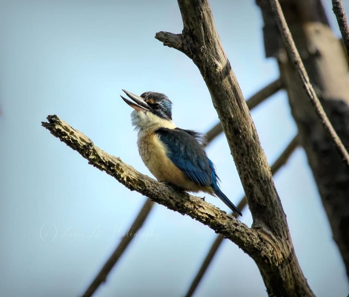 Kingfisher