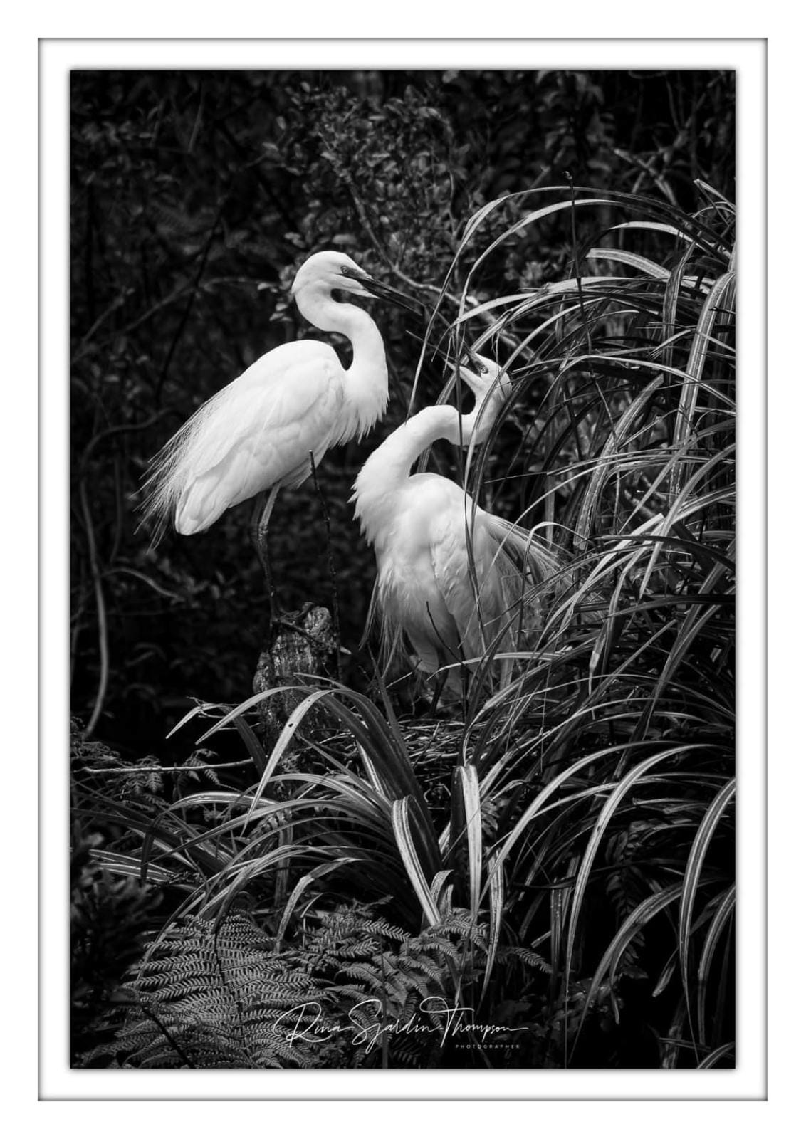 kotuku pair