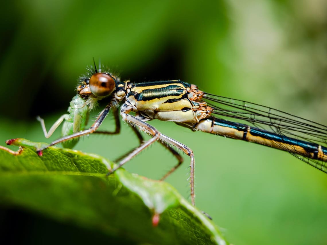 Damselfly got lunch