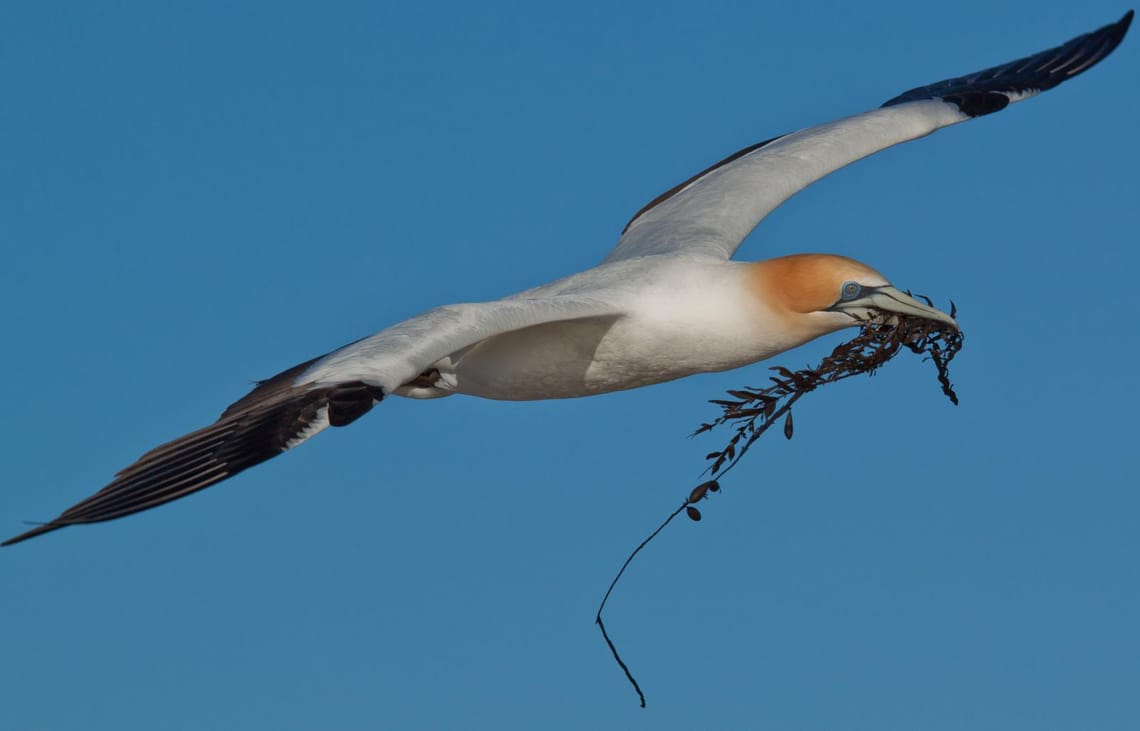 Gannet Nesting