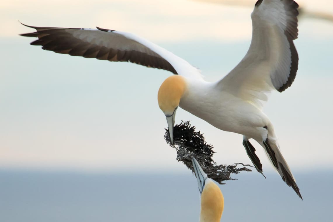 Gannets preparing nest