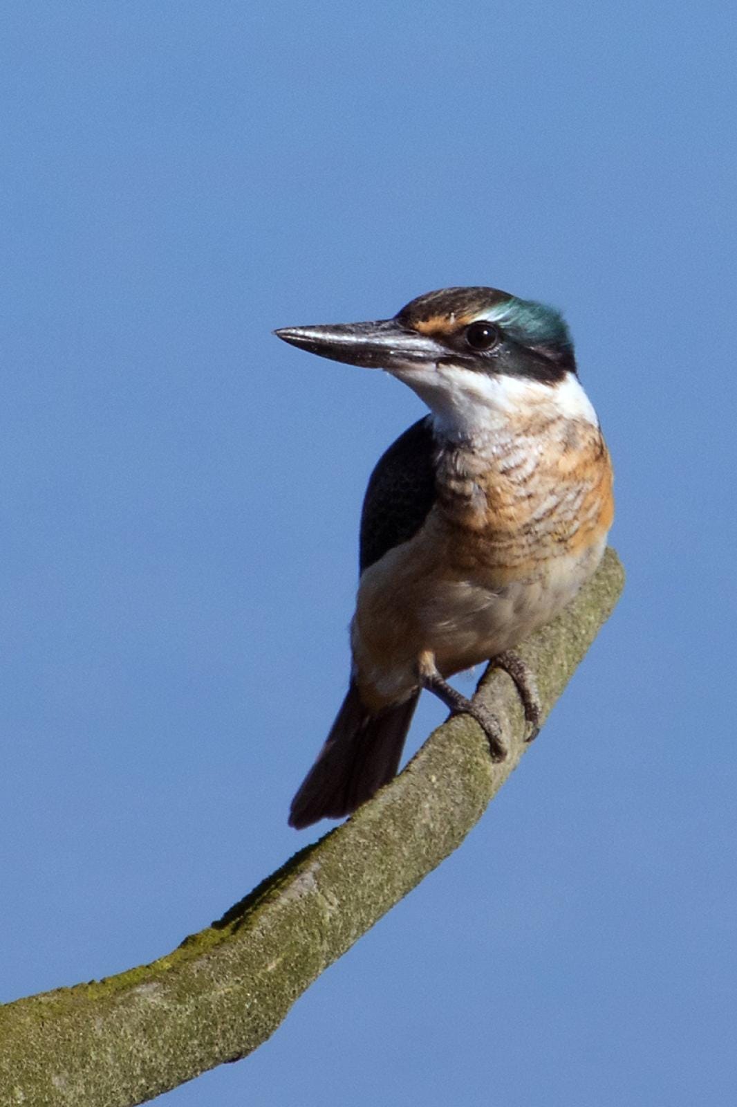 Kingfisher