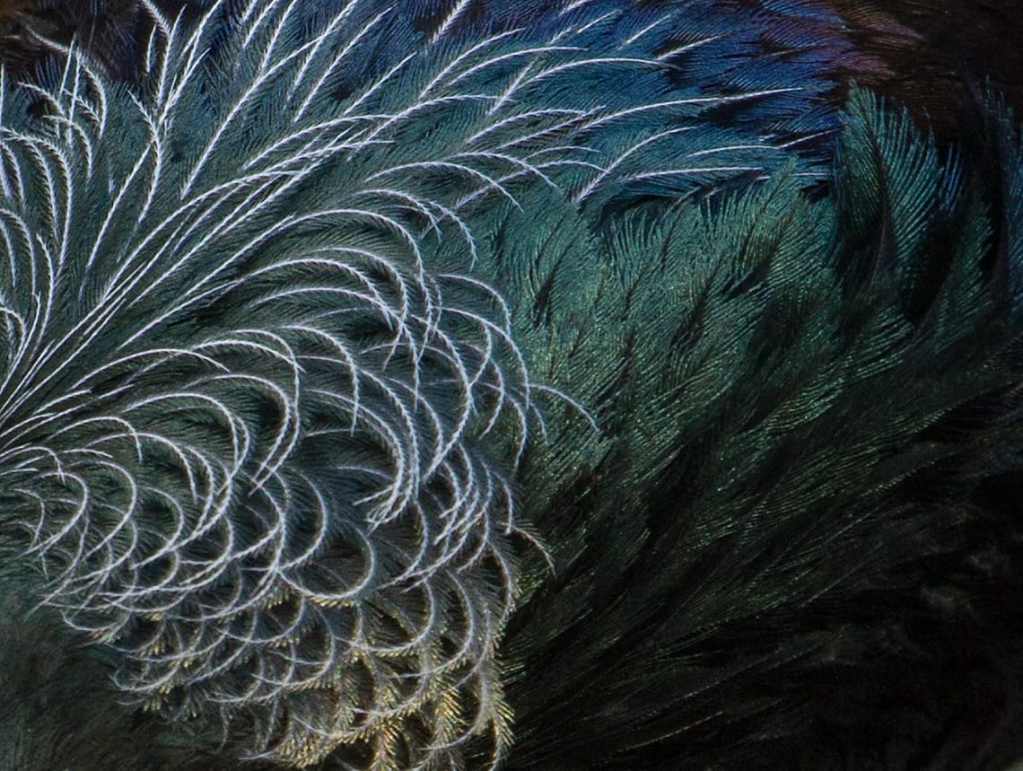 Tui Feathers