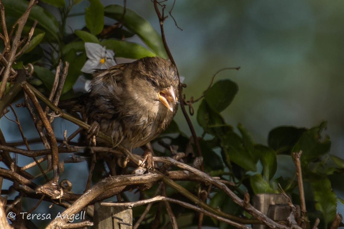 Garden Sparrow