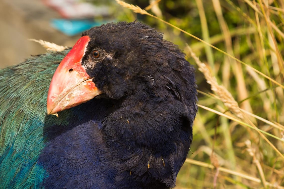 Takahe