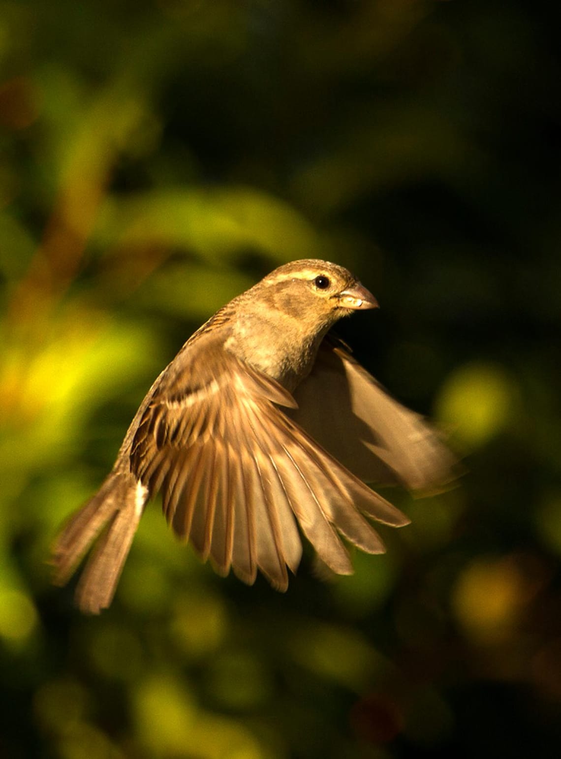 Female Sparrow