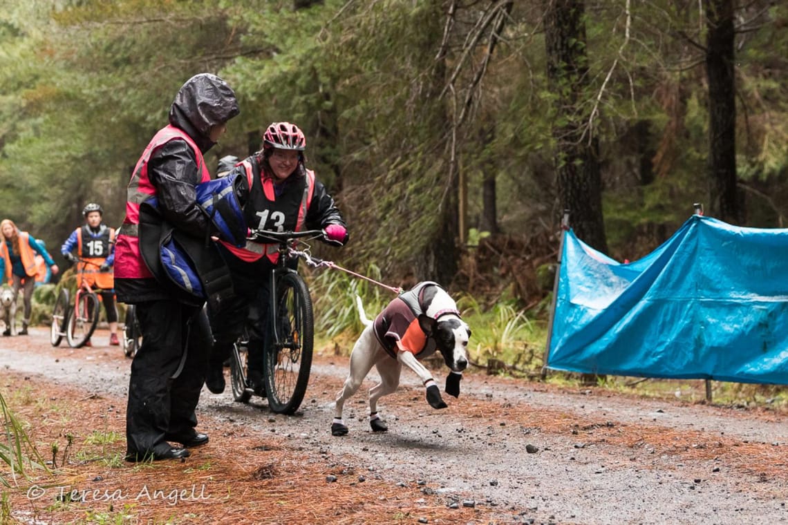 Single Dog Scooter Start