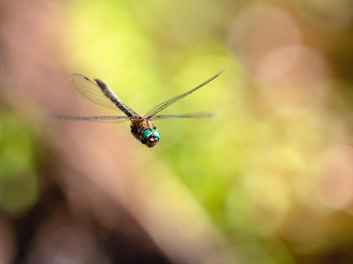 Four winged pond hoverer