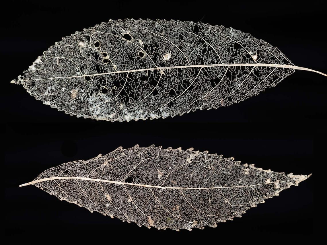 Skeletal leaves