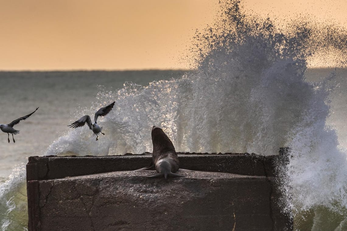 Fur Seal