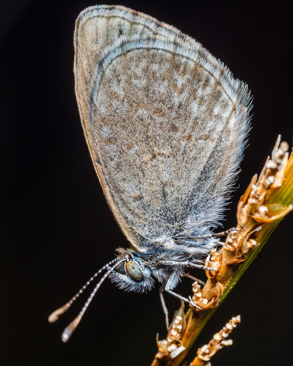 Common Blue Butterfly Macro details