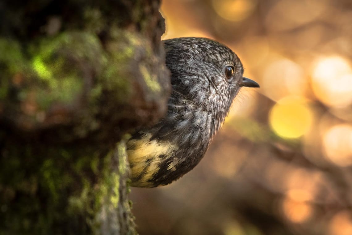 North Island Robin