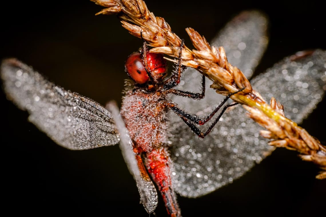 Wandering percher dragonfly