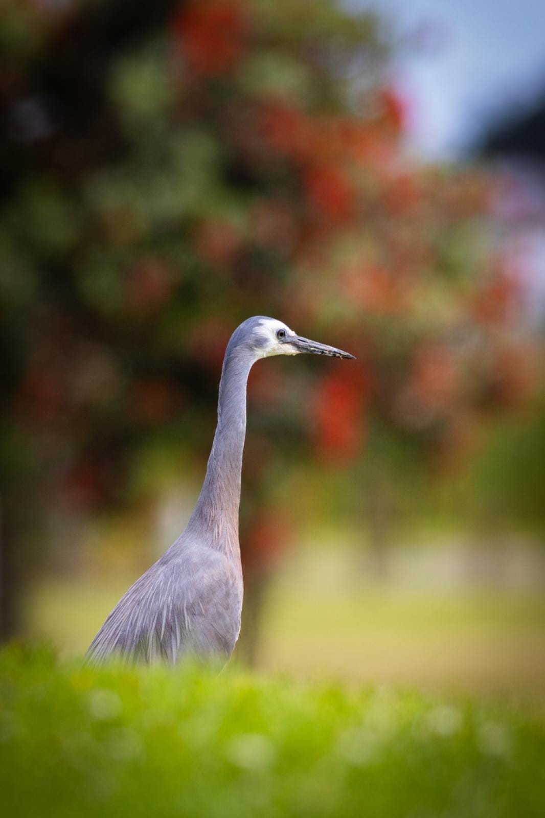 White faced heron