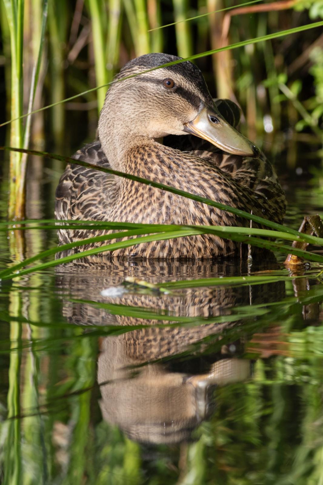 Grey duck