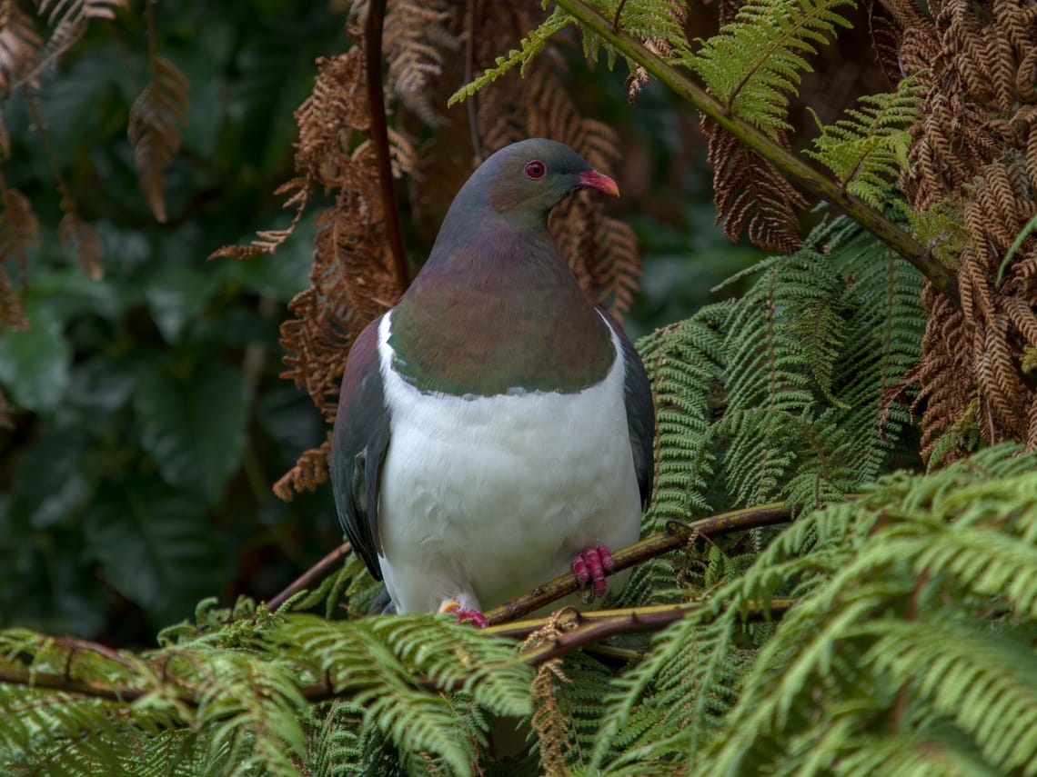 Kereru