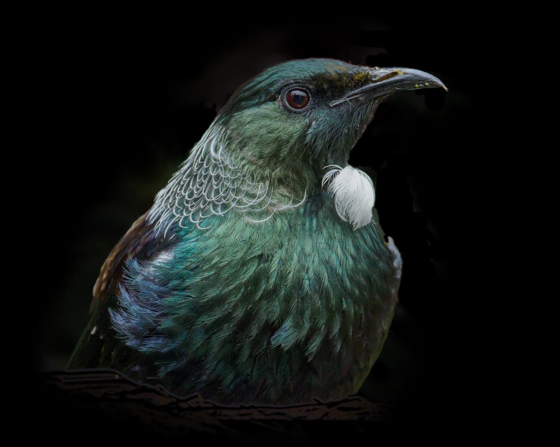 Tui portrait