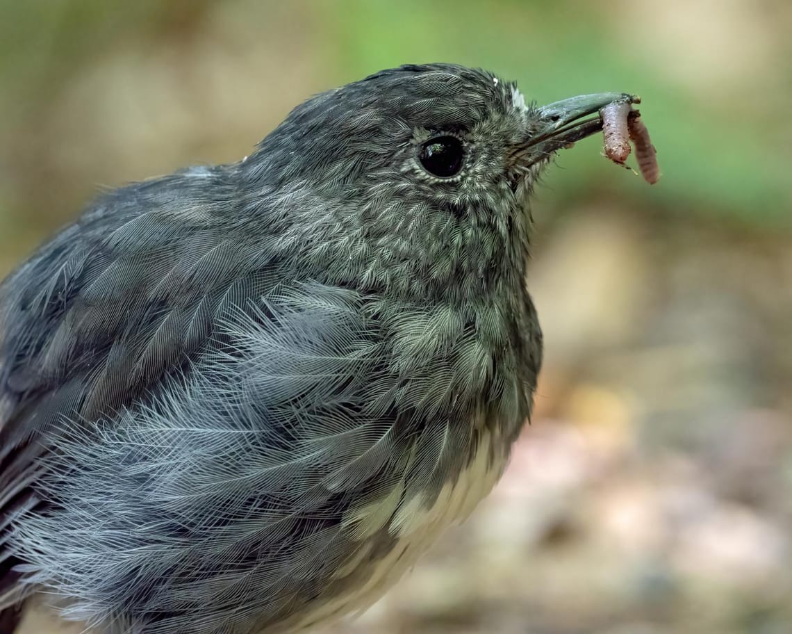 NZ Robin with worm