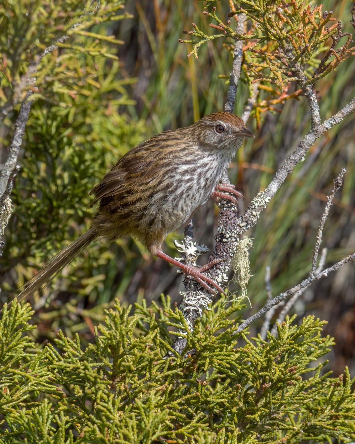 Fernbird