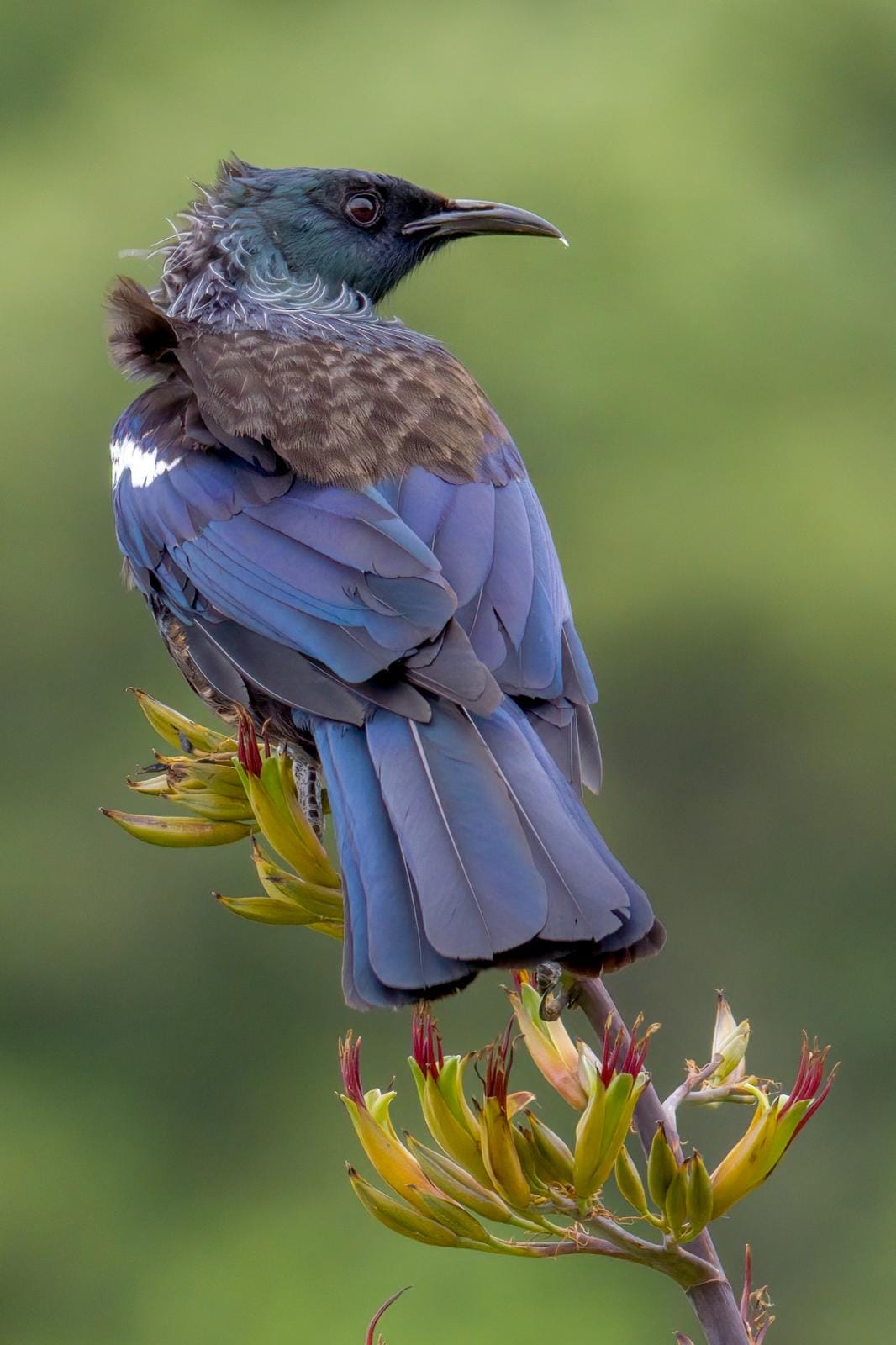 Tui on flax