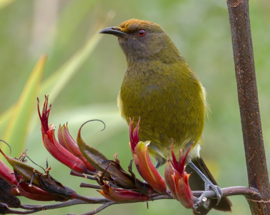 Bellbird