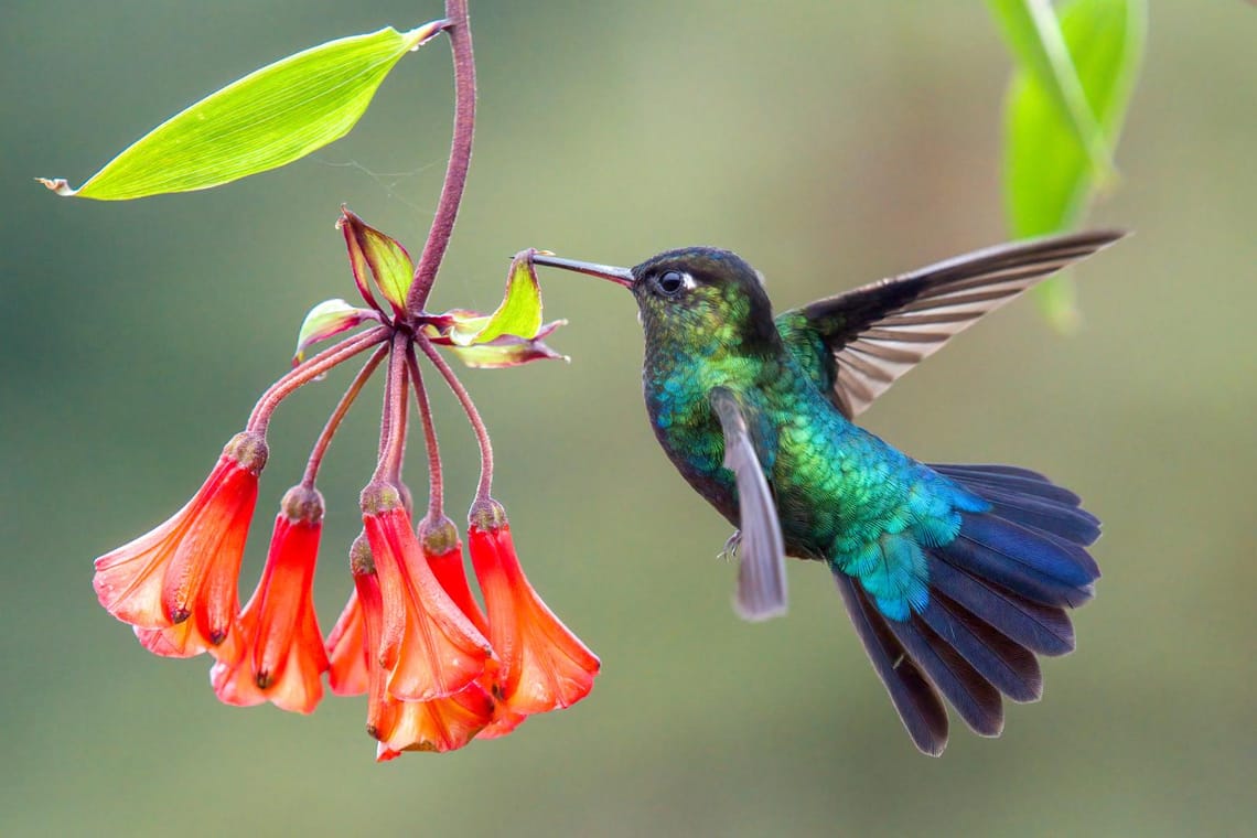 Hummingbird Costa Rica