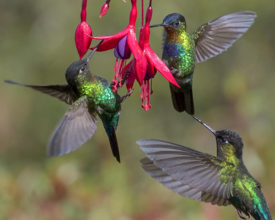 Hummingbird trio. Costa Rica