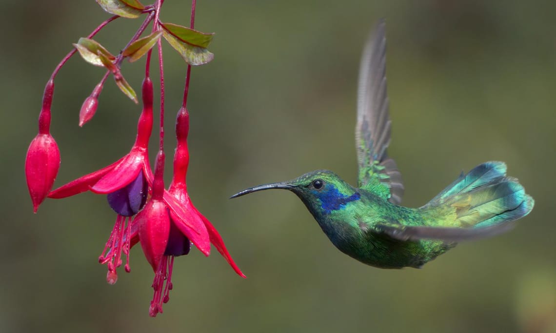 Hummingbird 2 Costa Rica