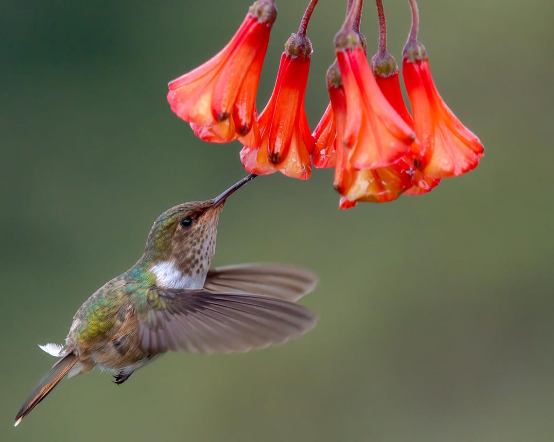 Volcano Hummingbird Costa Rica