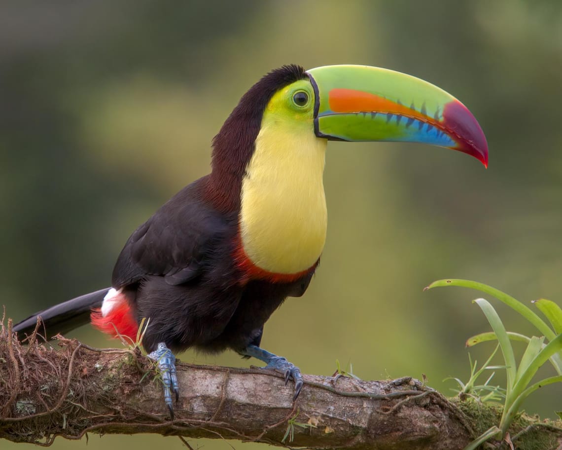 Keel Billed Toucan