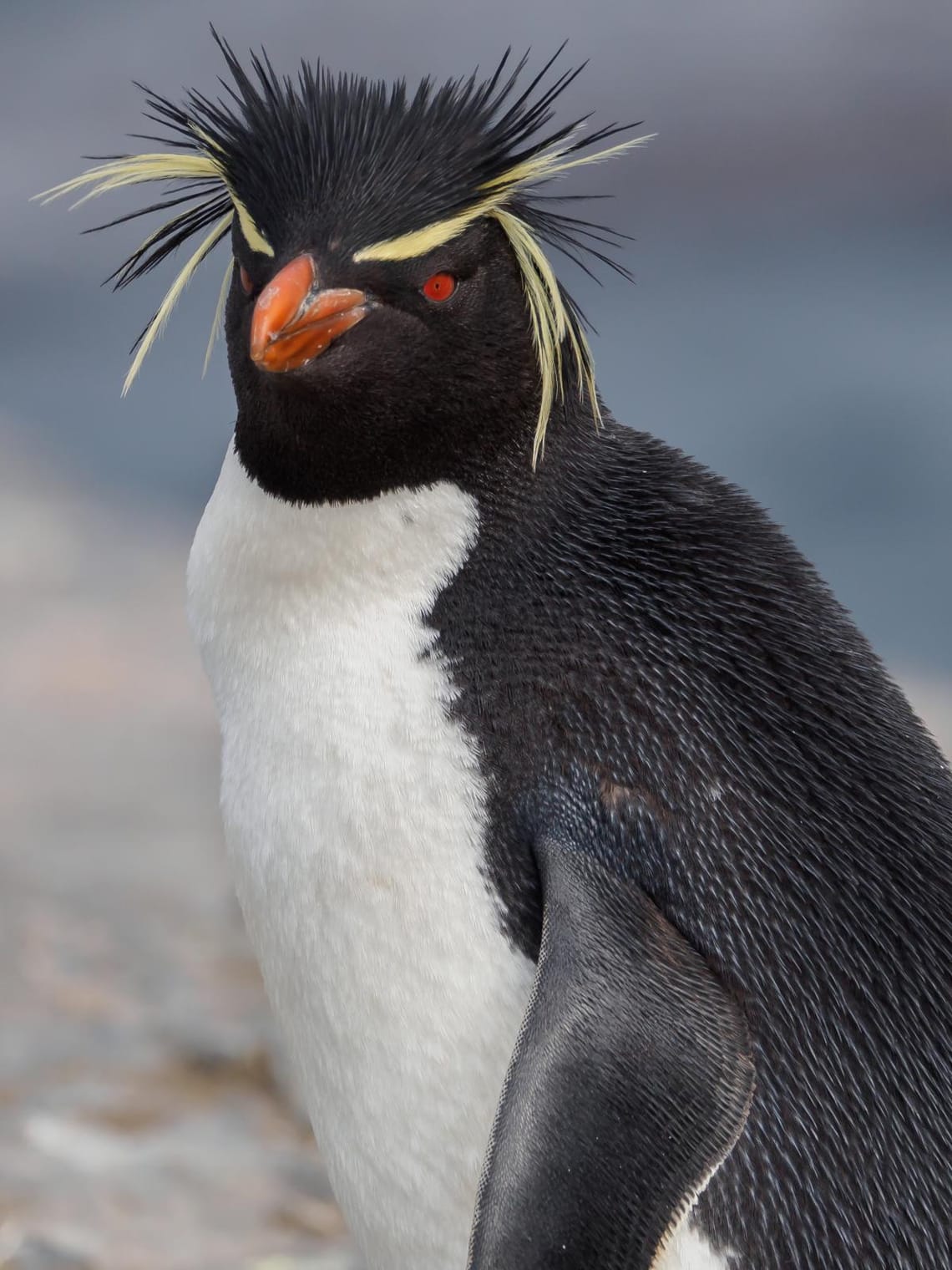 Rock Hopper Penguin