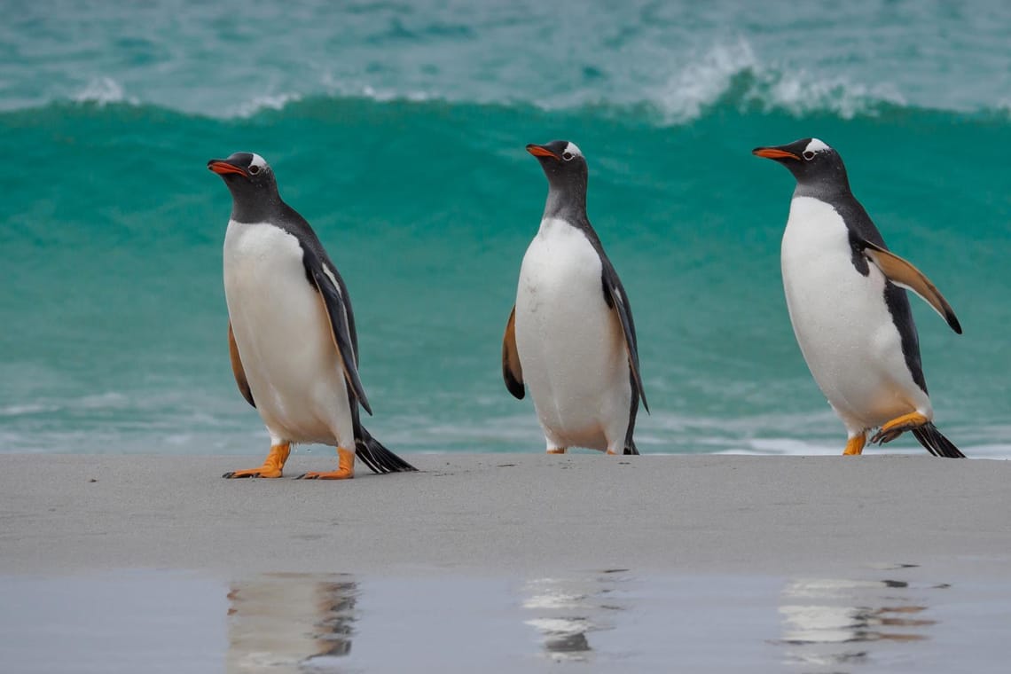 Gentoo penguin beach landing