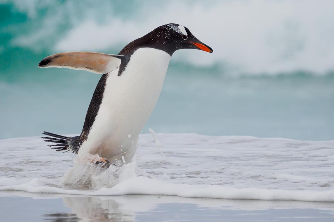 Gentoo penguin splash