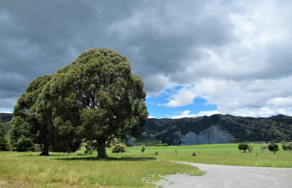 Molesworth Stn