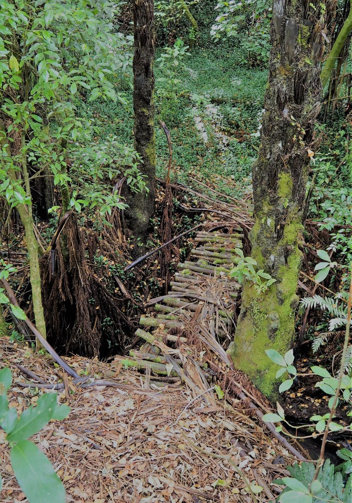 Bush walk NP