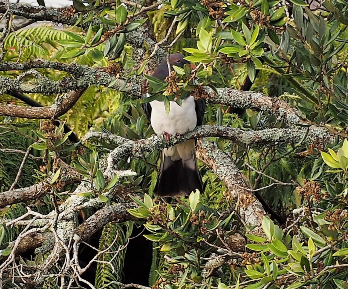 Wood Pigeon in Pohutukawa