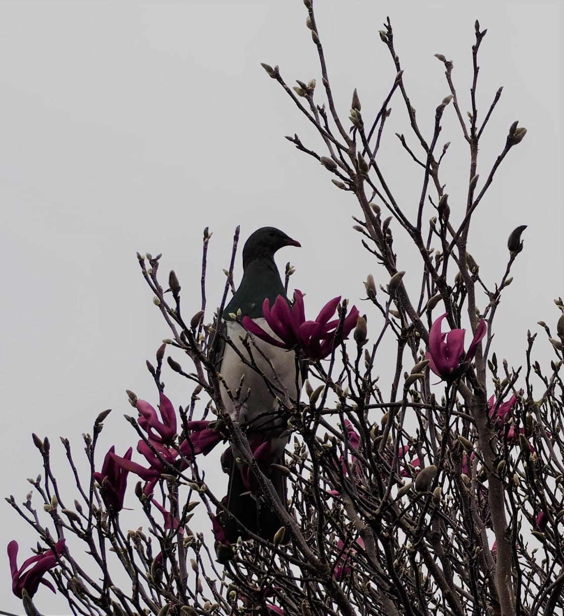 Wood Pigeon/Kereru