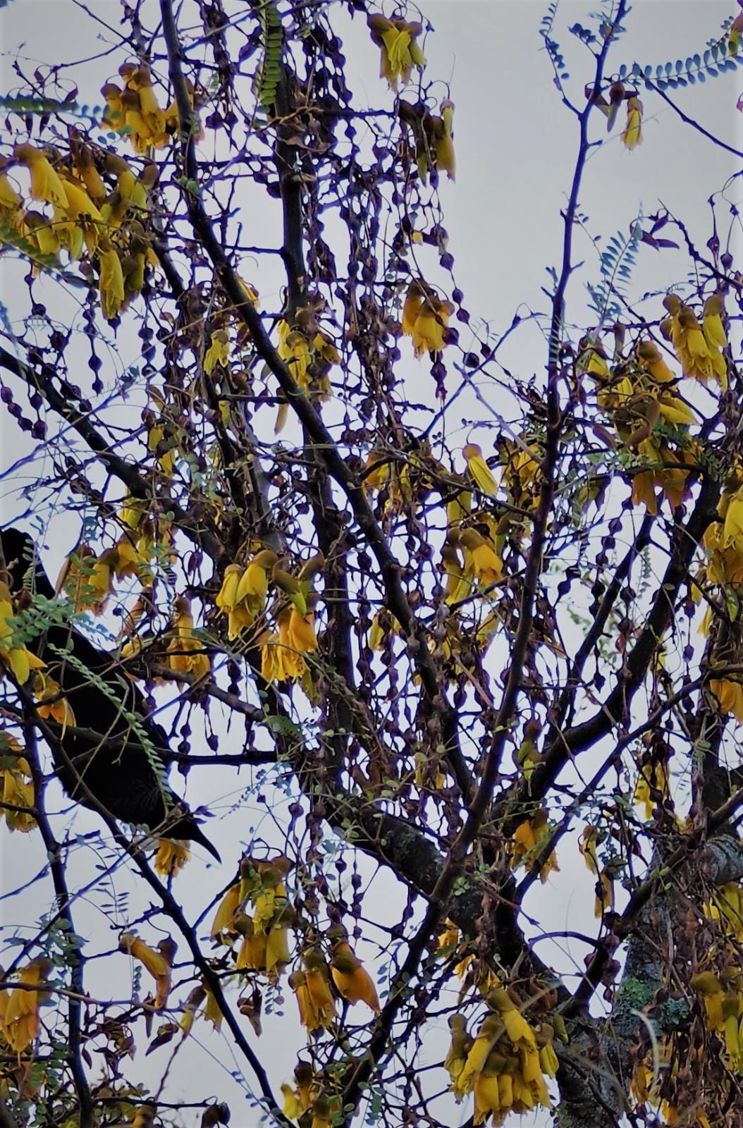 Tui