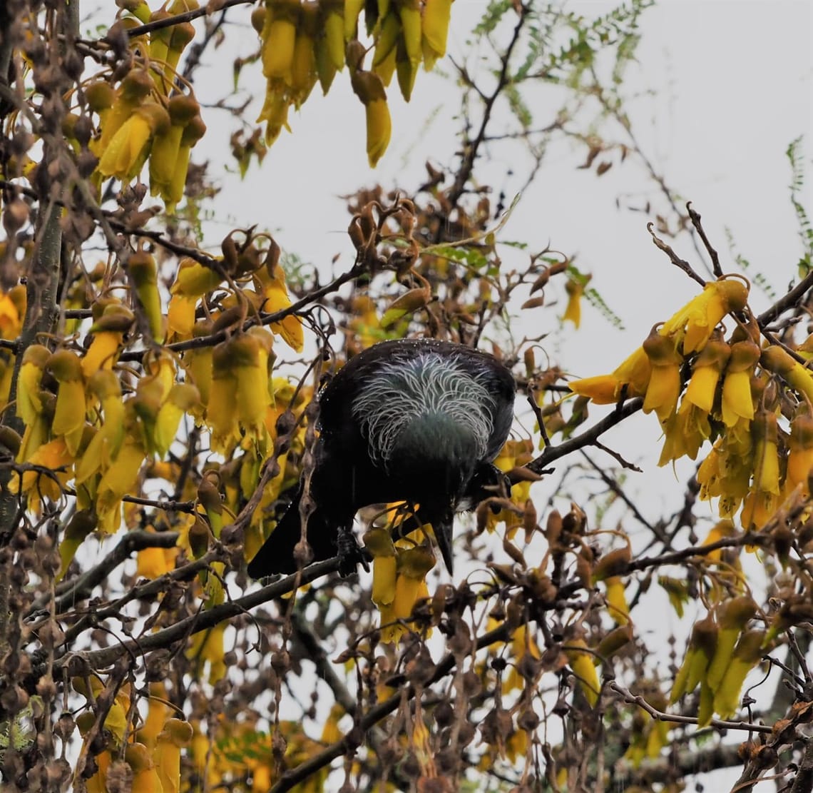 Tui galore