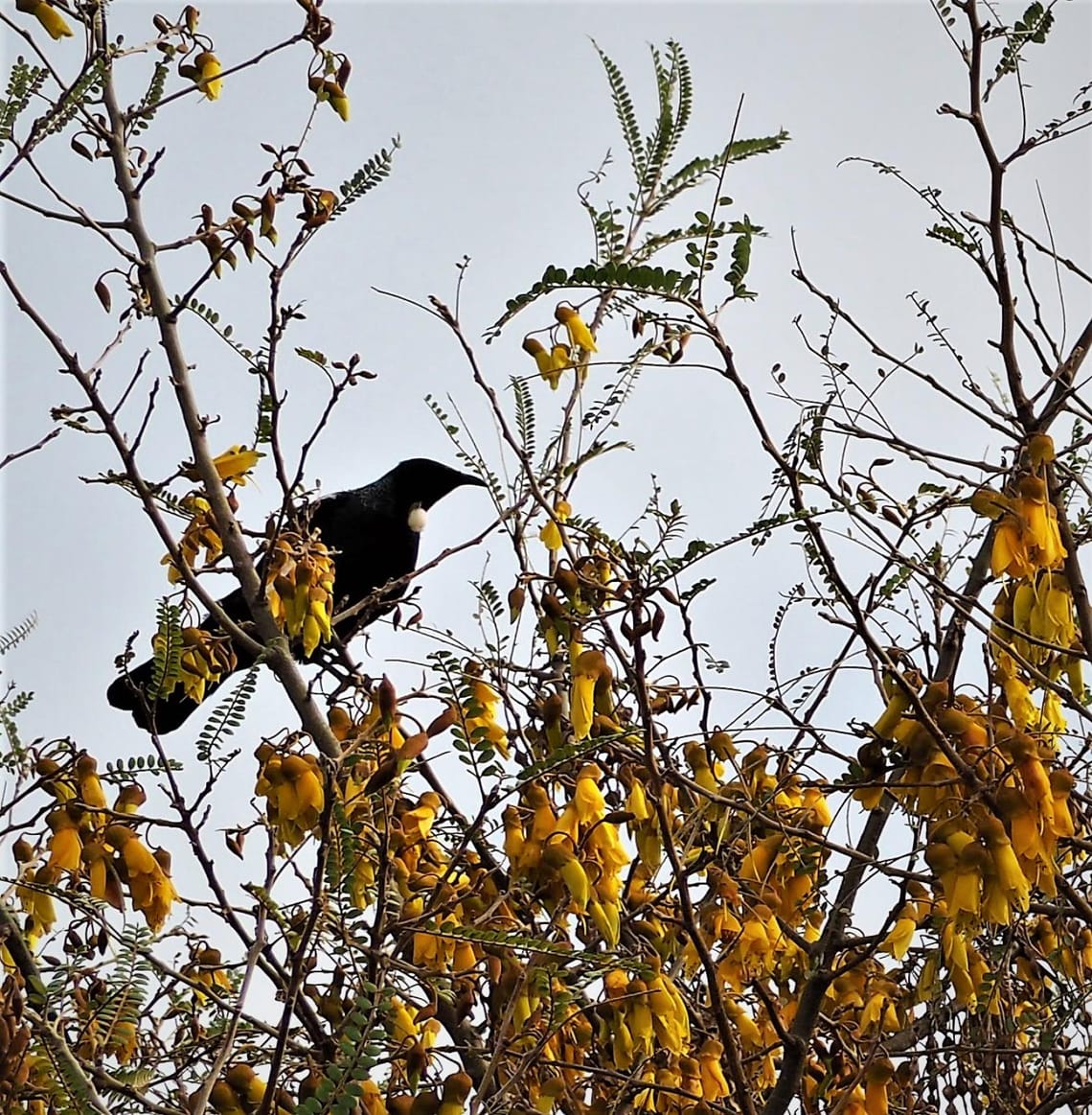 Tui - last day of Winter