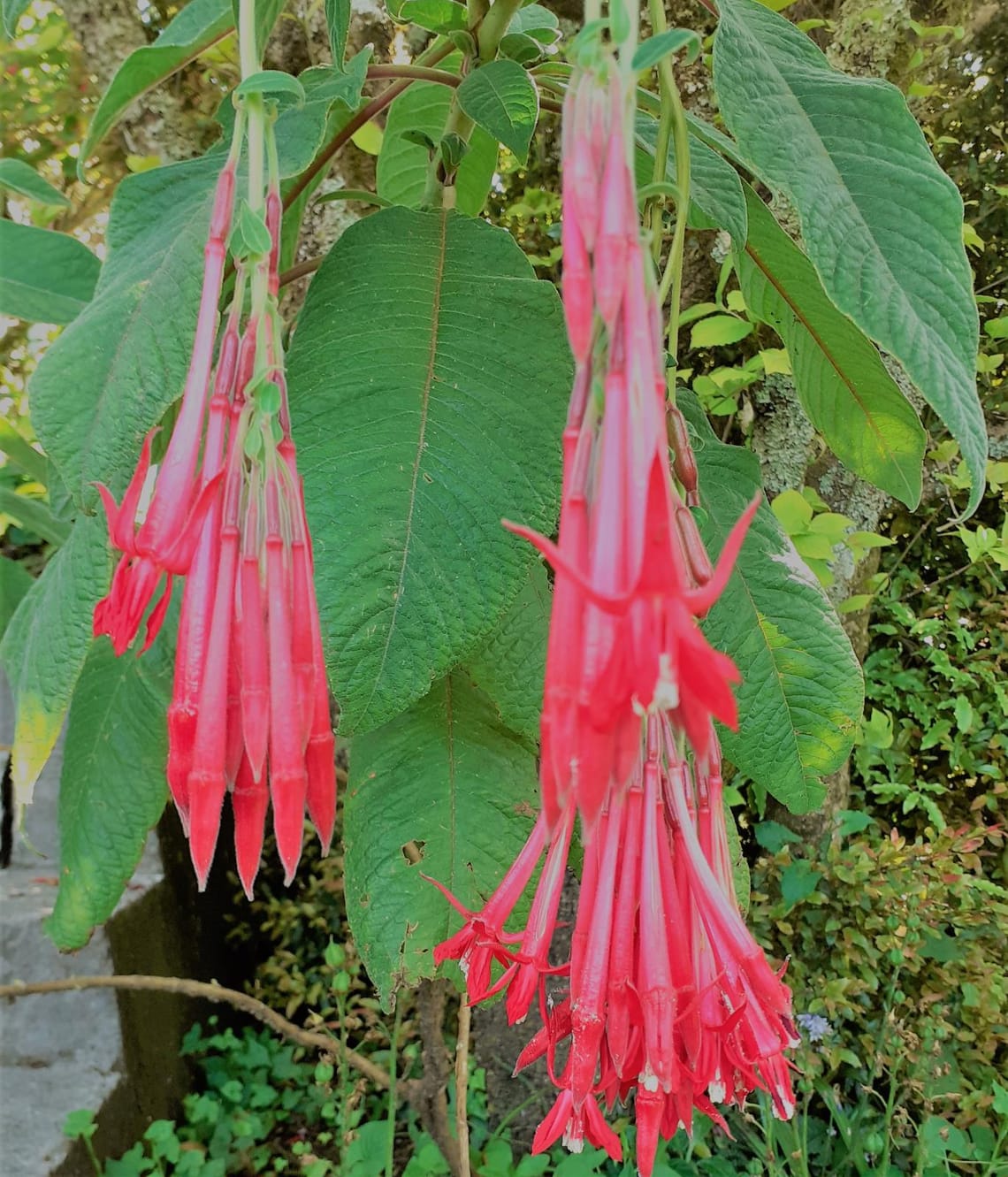 Garden festival bloom