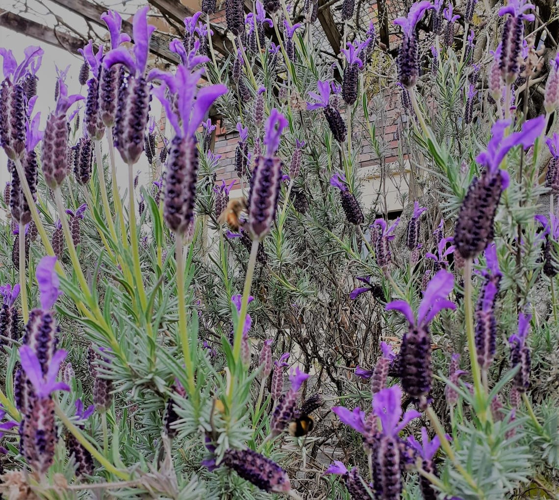 Lavender and bees