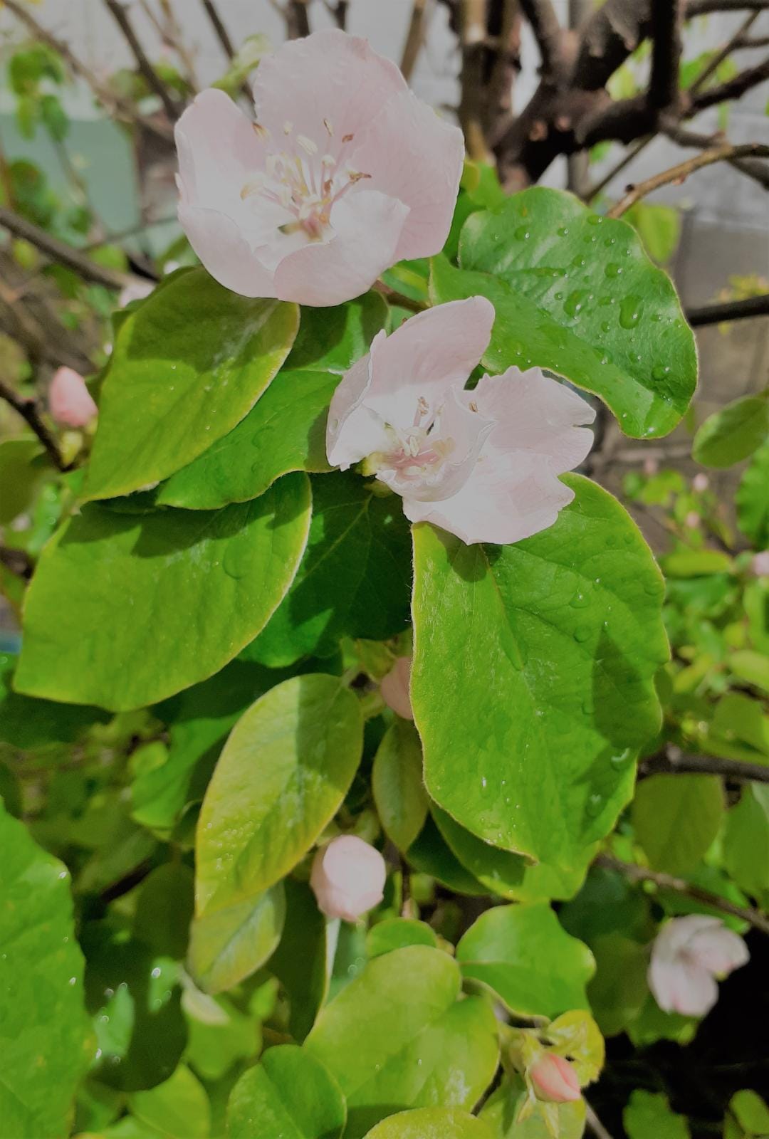 Pear in blossom NP