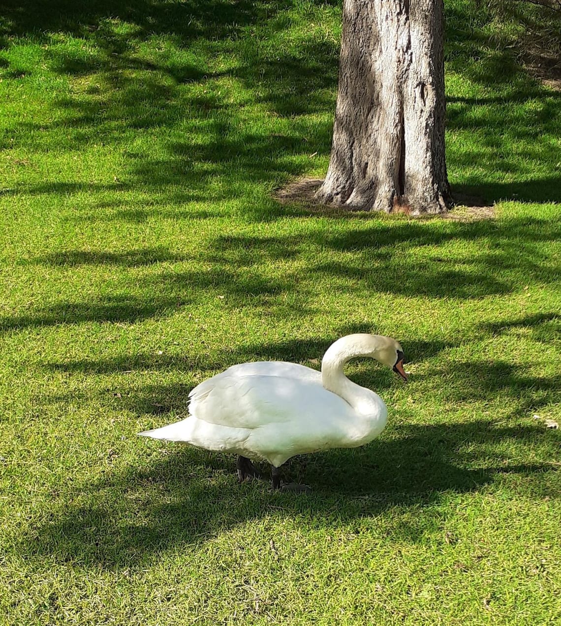 Virginia Lake, Whanganui