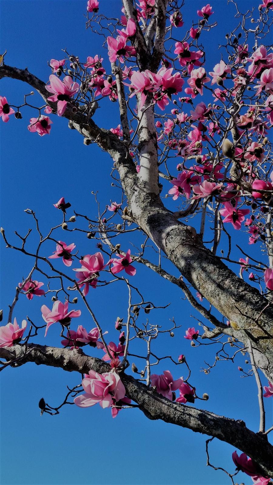 Magnolia tree in bloom